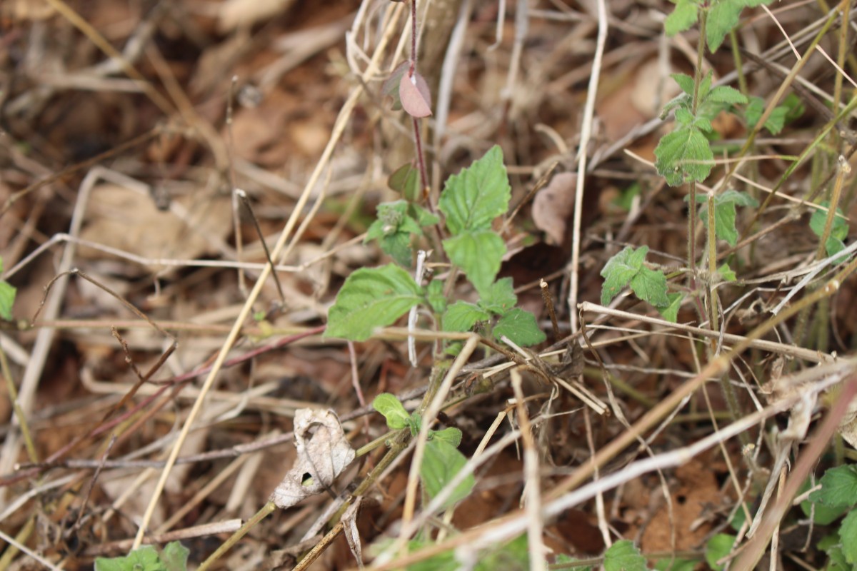 Lepidagathis fasciculata (Retz.) Nees